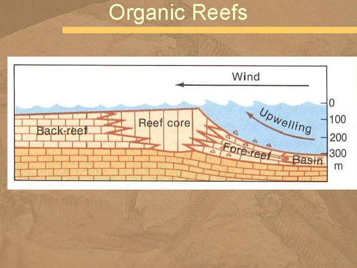 Organic Reefs 