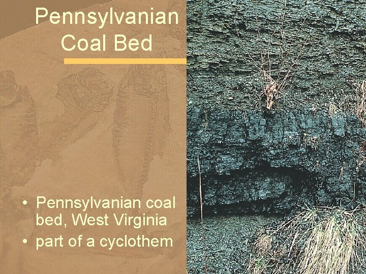Pennsylvanian Coal Bed • Pennsylvanian coal bed, West Virginia • part of a cyclothem