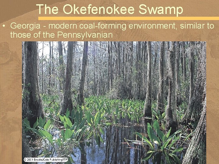 The Okefenokee Swamp • Georgia - modern coal-forming environment, similar to those of the