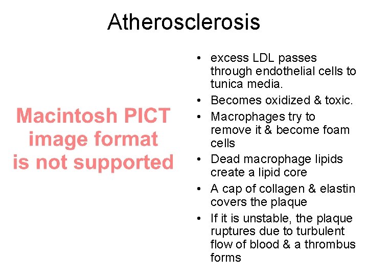 Atherosclerosis • excess LDL passes through endothelial cells to tunica media. • Becomes oxidized