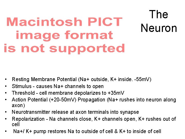The Neuron • • Resting Membrane Potential (Na+ outside, K+ inside. -55 m. V)