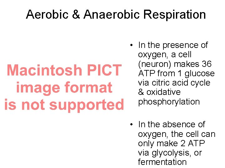 Aerobic & Anaerobic Respiration • In the presence of oxygen, a cell (neuron) makes