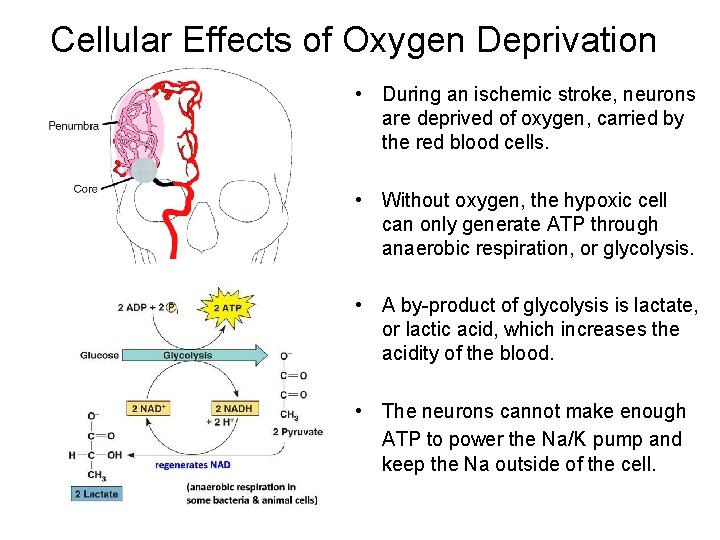 Cellular Effects of Oxygen Deprivation • During an ischemic stroke, neurons are deprived of