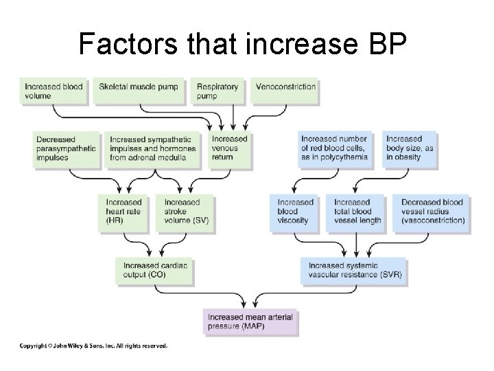 Factors that increase BP 