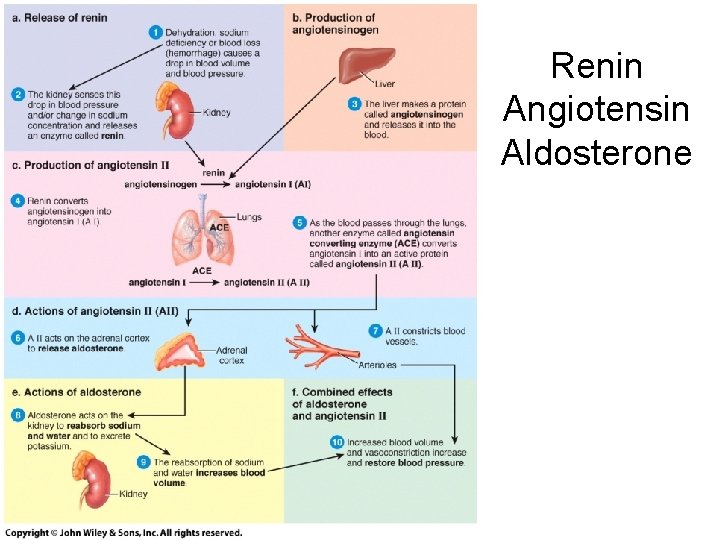 Renin Angiotensin Aldosterone 