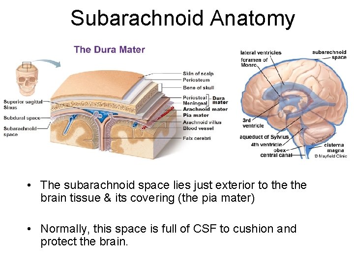 Subarachnoid Anatomy • The subarachnoid space lies just exterior to the brain tissue &