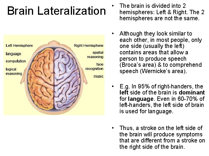 Brain Lateralization • The brain is divided into 2 hemispheres: Left & Right. The