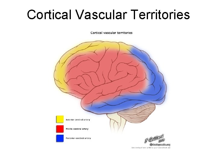 Cortical Vascular Territories 