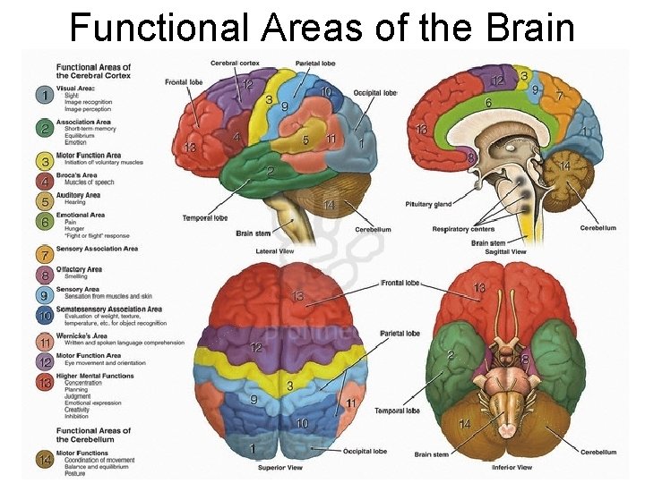 Functional Areas of the Brain 