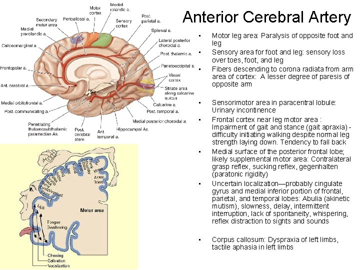 Anterior Cerebral Artery • • Motor leg area: Paralysis of opposite foot and leg