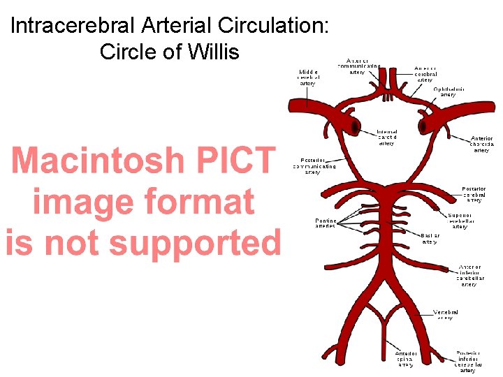 Intracerebral Arterial Circulation: Circle of Willis 