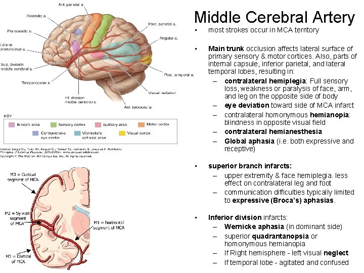 Middle Cerebral Artery • most strokes occur in MCA territory • Main trunk occlusion