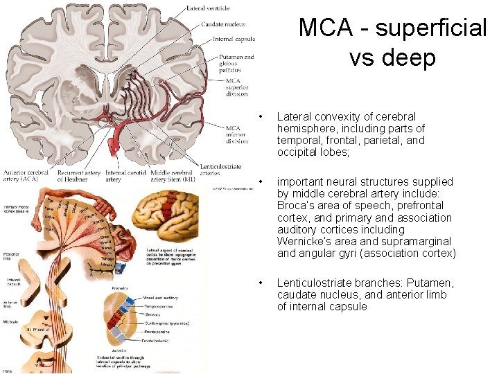 MCA - superficial vs deep • Lateral convexity of cerebral hemisphere, including parts of