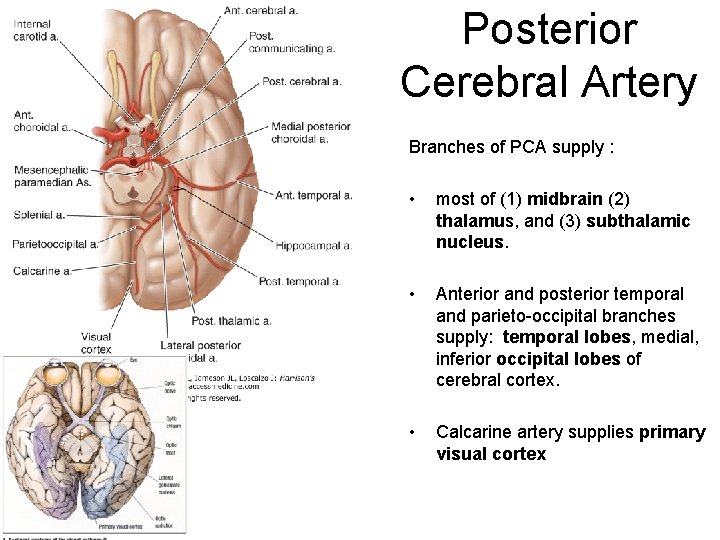 Posterior Cerebral Artery Branches of PCA supply : • most of (1) midbrain (2)