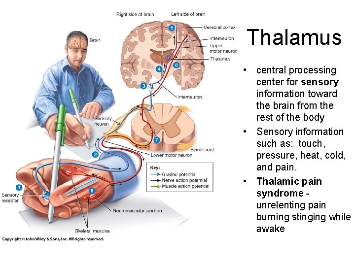 Thalamus • central processing center for sensory information toward the brain from the rest