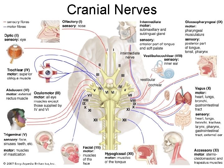 Cranial Nerves 