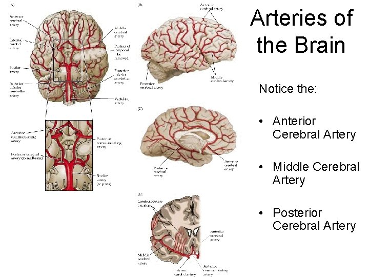 Arteries of the Brain Notice the: • Anterior Cerebral Artery • Middle Cerebral Artery