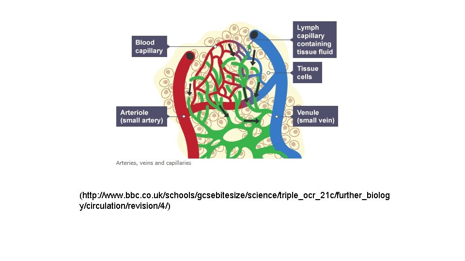 (http: //www. bbc. co. uk/schools/gcsebitesize/science/triple_ocr_21 c/further_biolog y/circulation/revision/4/) 