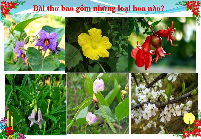 Bài thơ bao gồm những loại hoa nào? 