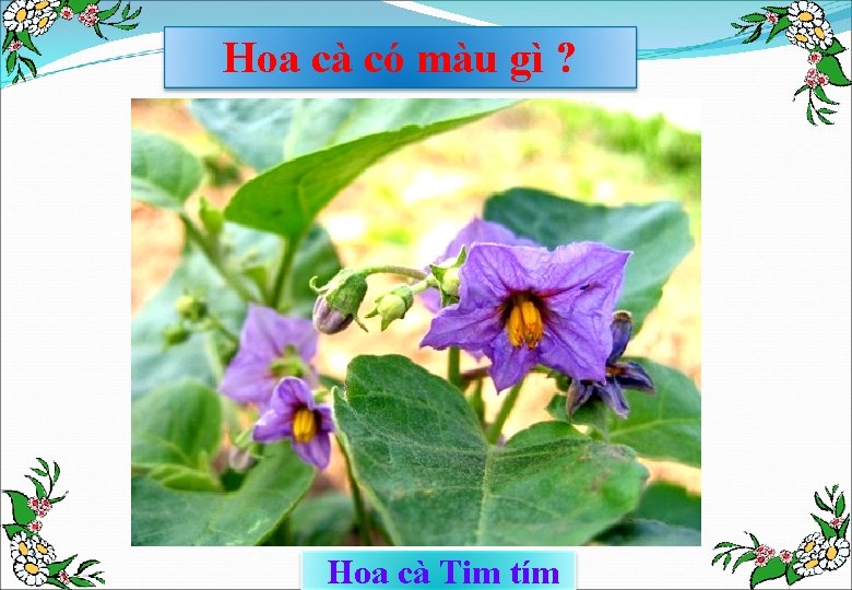 Hoa cà có màu gì ? Hoa cà Tim tím 