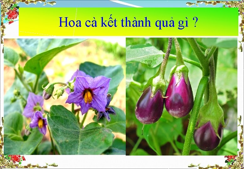 Hoa cà kết thành quả gì ? 