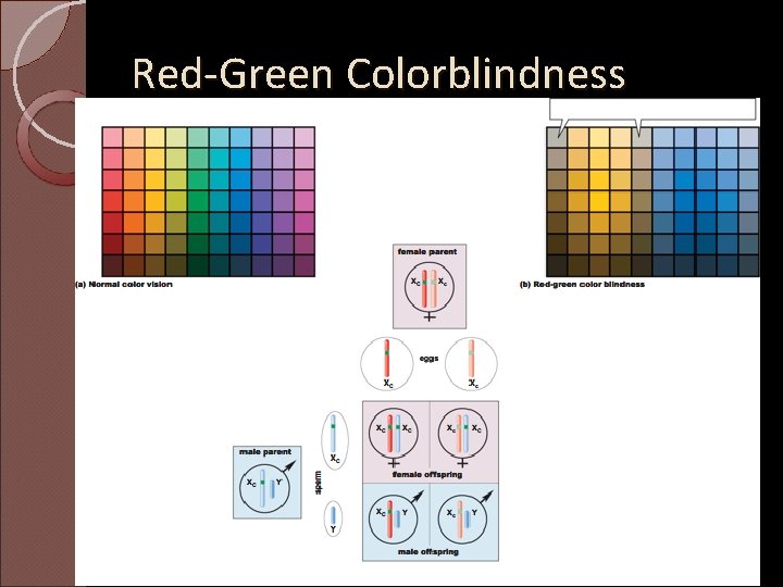 Red-Green Colorblindness 