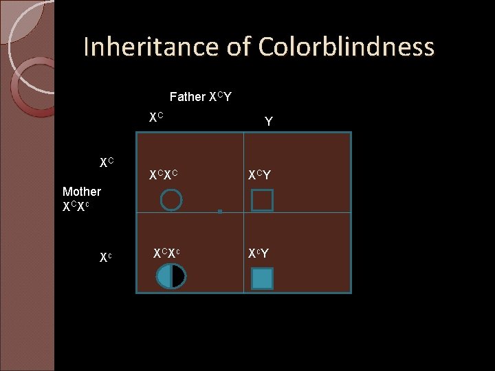 Inheritance of Colorblindness Father XCY XC XC XC Y XC Xc Xc Y Mother