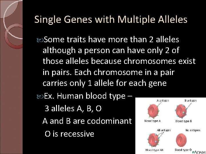 Single Genes with Multiple Alleles Some traits have more than 2 alleles although a
