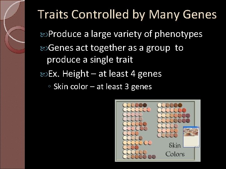 Traits Controlled by Many Genes Produce a large variety of phenotypes Genes act together