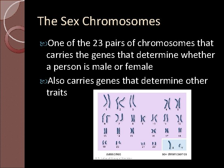 The Sex Chromosomes One of the 23 pairs of chromosomes that carries the genes