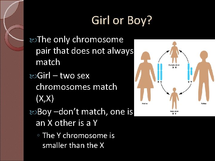 Girl or Boy? The only chromosome pair that does not always match Girl –