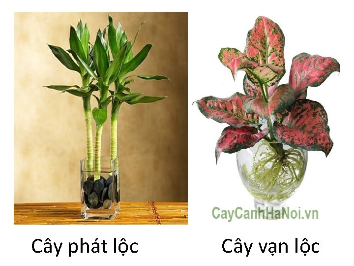 Cây phát lộc Cây vạn lộc 