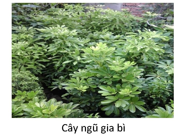 Cây ngũ gia bì 