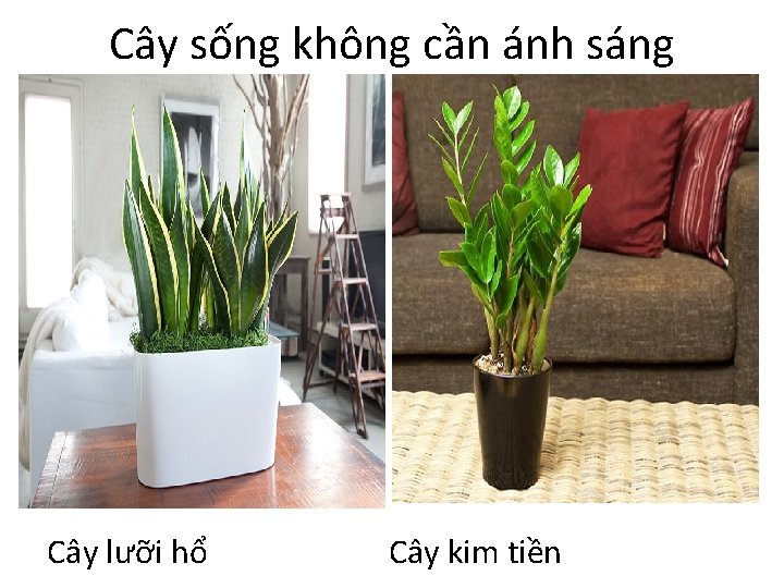 Cây sống không cần ánh sáng Cây lưỡi hổ Cây kim tiền 