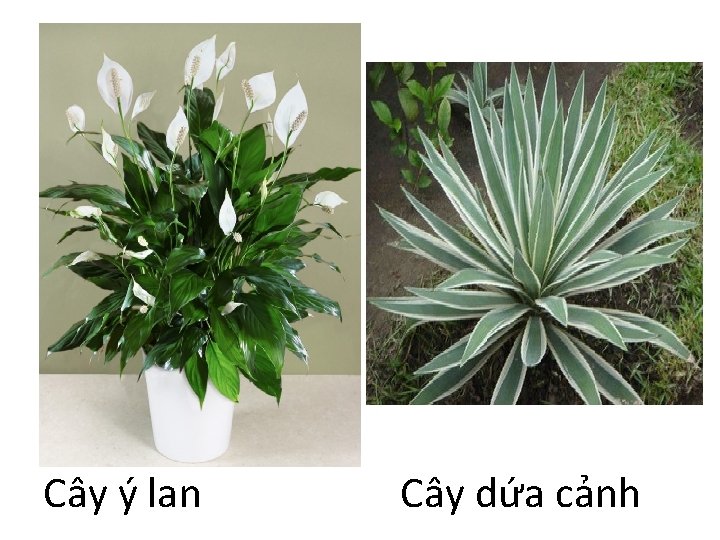 Cây ý lan Cây dứa cảnh 