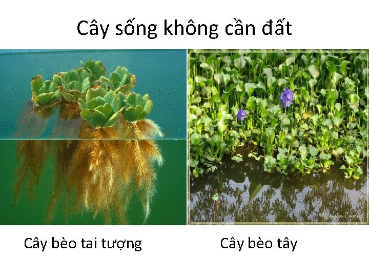 Cây sống không cần đất Cây bèo tai tượng Cây bèo tây 