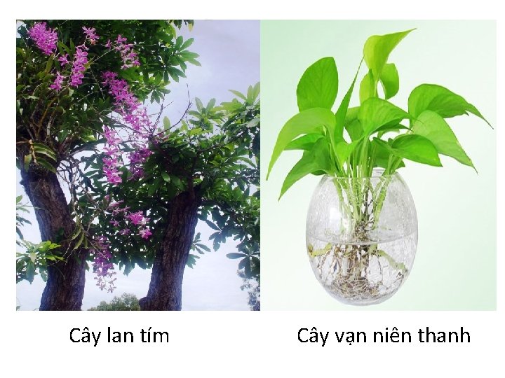 Cây lan tím Cây vạn niên thanh 