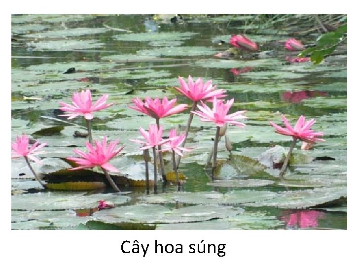 Cây hoa súng 