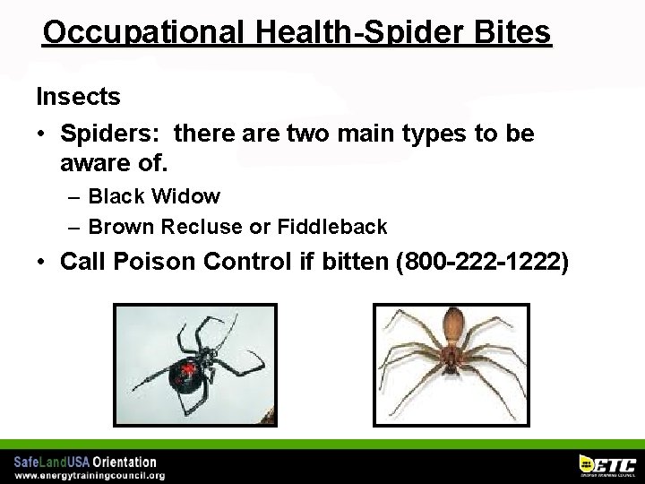 Occupational Health-Spider Bites Insects • Spiders: there are two main types to be aware