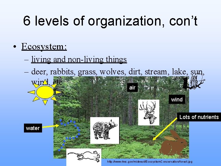 6 levels of organization, con’t • Ecosystem: – living and non-living things – deer,