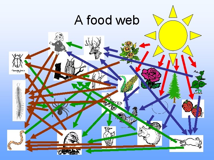 A food web 