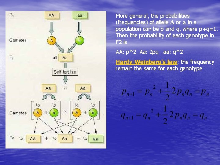 More general, the probabilities (frequencies) of allele A or a in a population can