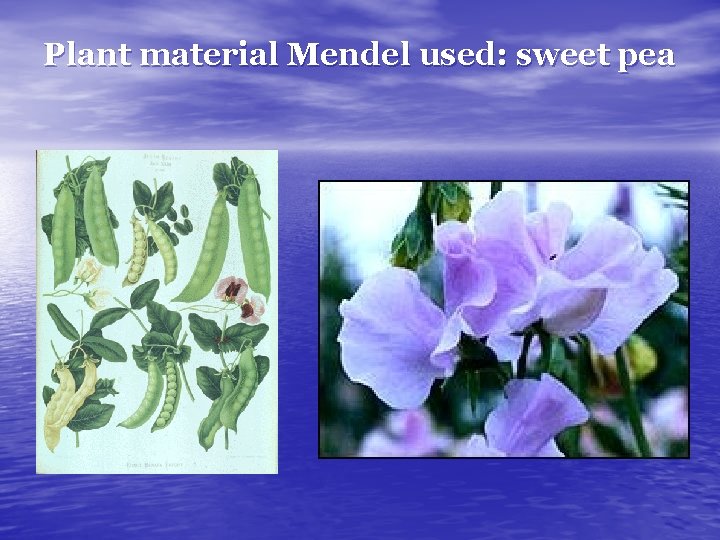 Plant material Mendel used: sweet pea 