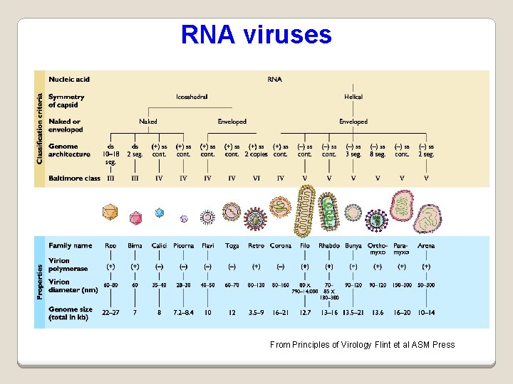 RNA viruses From Principles of Virology Flint et al ASM Press 