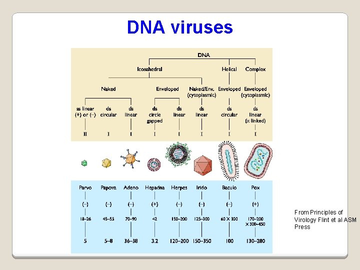 DNA viruses From Principles of Virology Flint et al ASM Press 