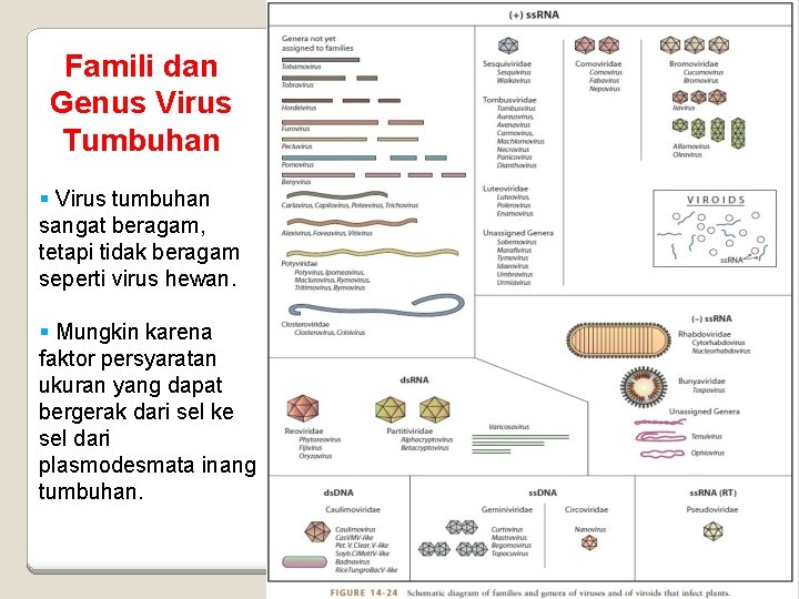 Famili dan Genus Virus Tumbuhan Virus tumbuhan sangat beragam, tetapi tidak beragam seperti virus