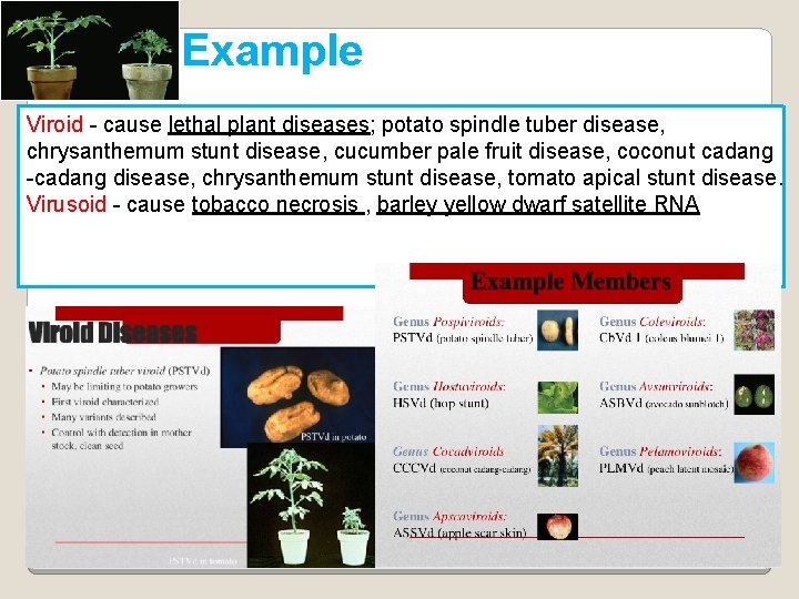 Example Viroid - cause lethal plant diseases; potato spindle tuber disease, chrysanthemum stunt disease,