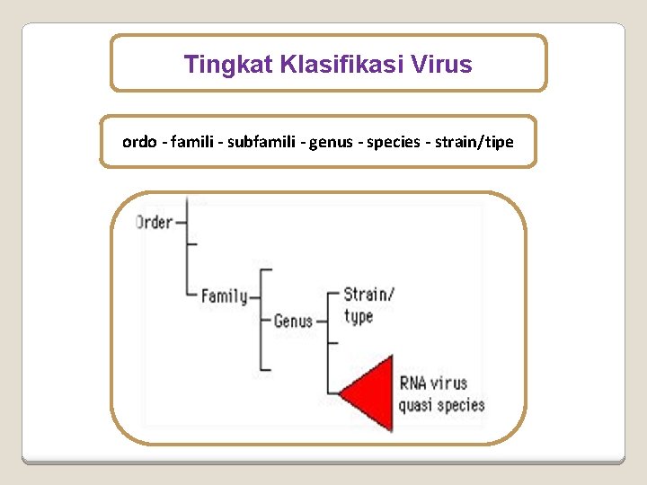 Tingkat Klasifikasi Virus ordo - famili - subfamili - genus - species - strain/tipe