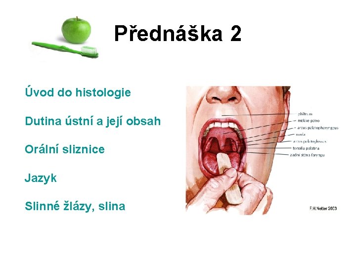 Přednáška 2 Úvod do histologie Dutina ústní a její obsah Orální sliznice Jazyk Slinné