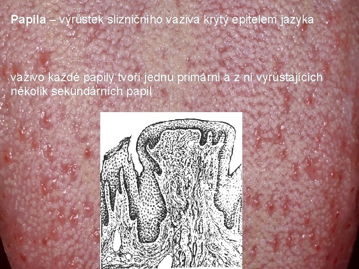 Papila – výrůstek slizničního vaziva krytý epitelem jazyka vazivo každé papily tvoří jednu primární